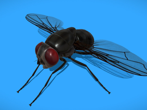  苍蝇3d模型 