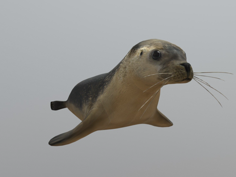  海豹3d模型 