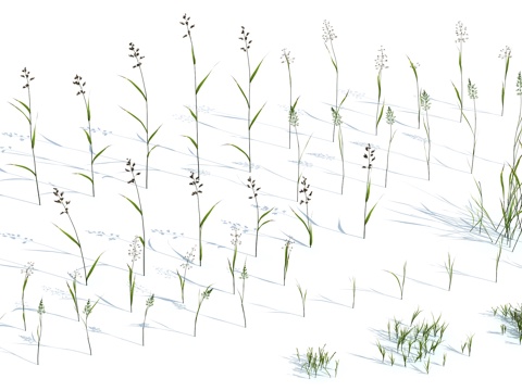  草 茅草 草坪 花卉 灌木3d模型 