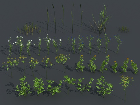  草 茅草 草坪 花卉 灌木3d模型 