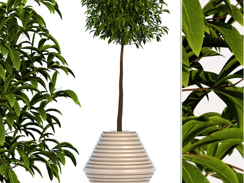  室内棕榈植物花盆盆栽3d模型 