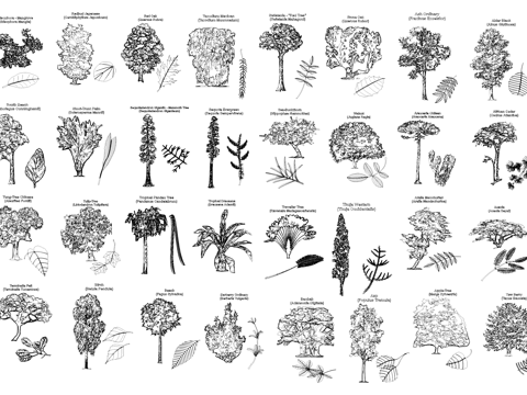 植物立面叶片CAD图块图库cad施工图