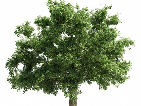  植物 树木模型3d模型 