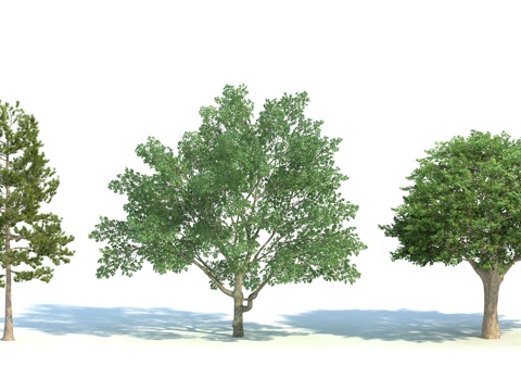  树 植物 景观树 松树 梧桐3d模型 