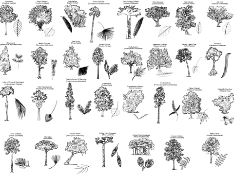 植物立面叶片CAD图块图库cad施工图