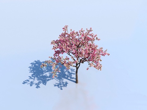  桃树 桃花 植物 模型3d模型 