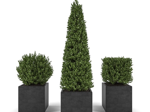  现代室内植物盆栽3d模型 