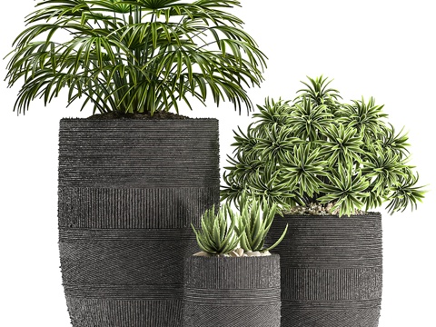  现代室内植物盆栽3d模型 