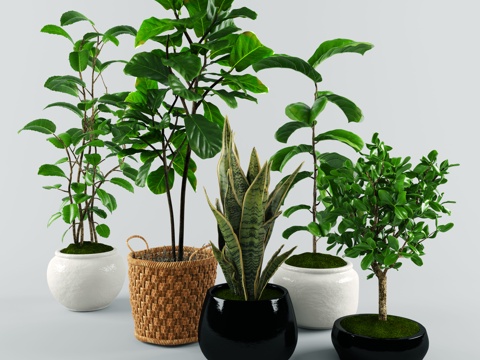  现代植物盆栽组合3d模型3d模型 