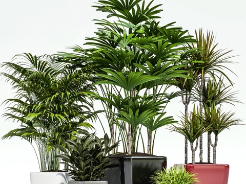  现代室内植物盆栽3d模型 