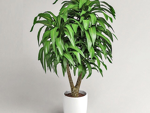  现代室内植物盆栽3d模型 