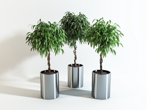  现代室内植物盆栽3d模型 