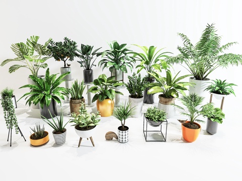  现代室内植物盆栽3d模型 