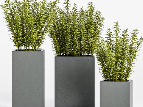  现代室内植物盆栽3d模型 