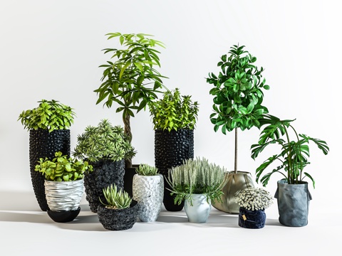  现代室内植物盆栽3d模型 