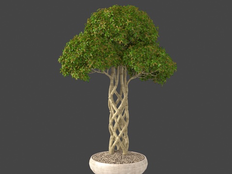  植物盆栽绿植热带植物3d模型 