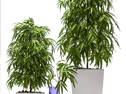  现代室内植物盆栽3d模型 