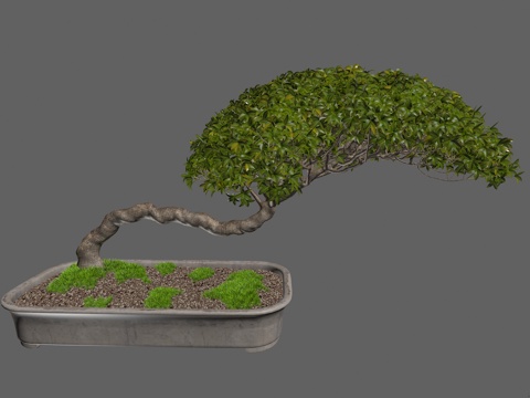  室内绿植盆栽3d模型 