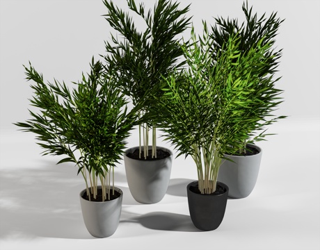  现代室内盆栽3d模型 