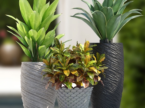  现代室内植物盆栽3d模型 