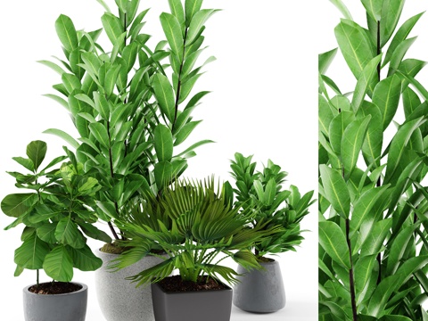  植物盆栽组合3d模型3d模型 