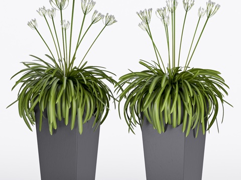  现代室内植物盆栽3d模型 