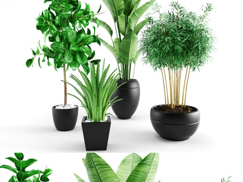  北欧植物竹子组合3d模型 