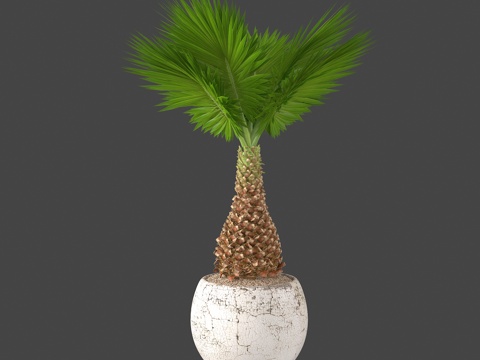  植物盆栽绿植热带植物3d模型 