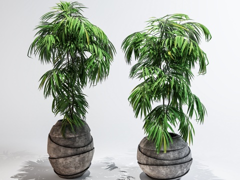  现代室内植物盆栽3d模型 