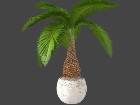  现代植物盆栽绿植热带植物3d模型 