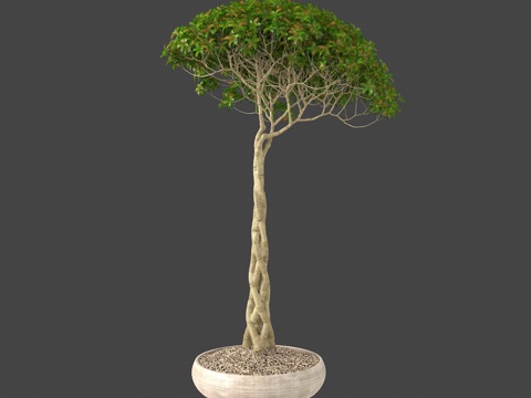  植物盆栽绿植热带植物3d模型 