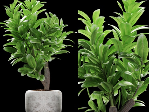  现代北欧植物盆栽3d模型3d模型 