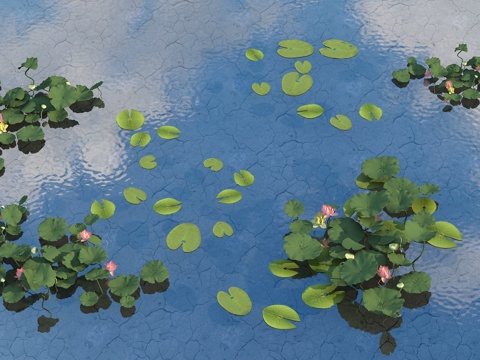  荷花 荷叶 睡莲3d模型 