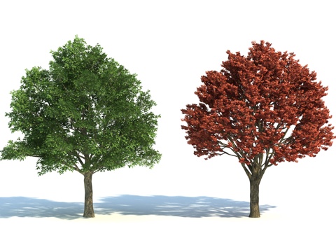  树植物景观树园林3d模型 