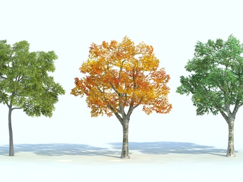  树 植物 景观树 园林 梧桐树 槐树 榆树3d模型 