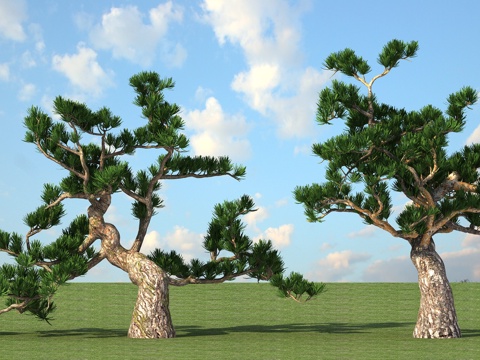  景观树 松树3d模型 