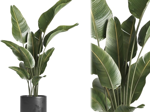  花瓶花卉3d模型 