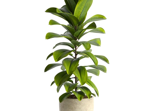  室内植物1423d模型 