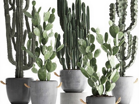 现代简约混凝土花盆绿植 多肉仙人掌创意摆件 家居室内装饰设计 清新治愈植物盆栽免费3d模型