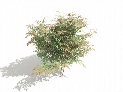 高清3D灌木植物模型 写实自然景观植被素材 渲染图白底立体阴影免费3d模型