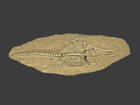  化石鲸MPC6773d模型 