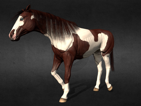  解剖学正确马匹3d模型 