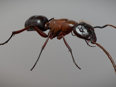  蚂蚁高清3d模型 