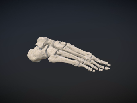  足骨足部骨骼3d模型 