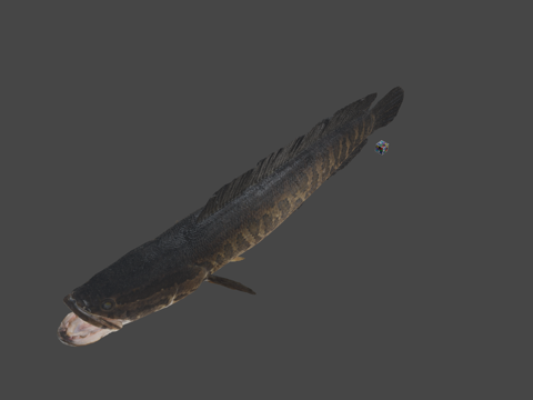  CC0黑鱼乌鳢3d模型 