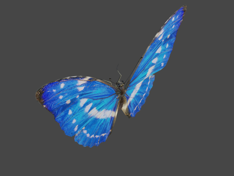  基普里斯闪蝶3d模型 