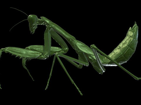  螳螂CT扫描3d模型 