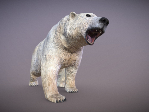  北极熊3d模型 