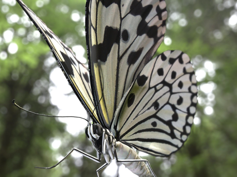  白绢蝶3d模型 