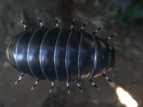  低多边形鼠妇3d模型 